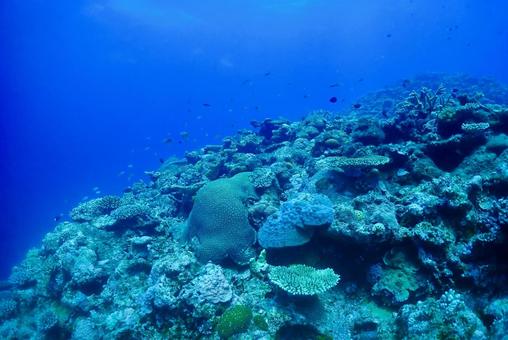 沖縄・西表島 青い海と珊瑚礁 沖縄・西表島 青い海と珊瑚礁 スキューバダイビング,珊瑚礁,ダイビングの写真素材