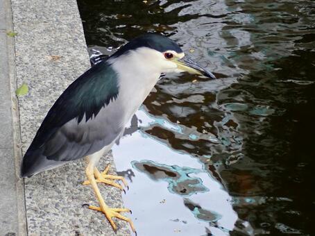 ゴイサギ3 ゴイサギ,五位鷺,野鳥の写真素材