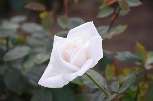 薔薇 薔薇の写真