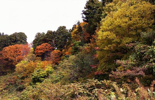 25年　山古志紅葉の写真