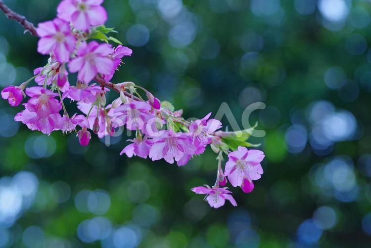 河津桜　桜　さくら　サクラ　春の花 河津桜,カワズザクラ,桜の写真素材