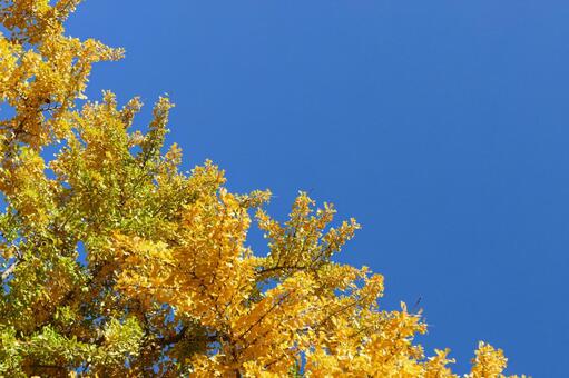青空に向かって伸びるイチョウの黄葉 イチョウ,銀杏,葉の写真素材