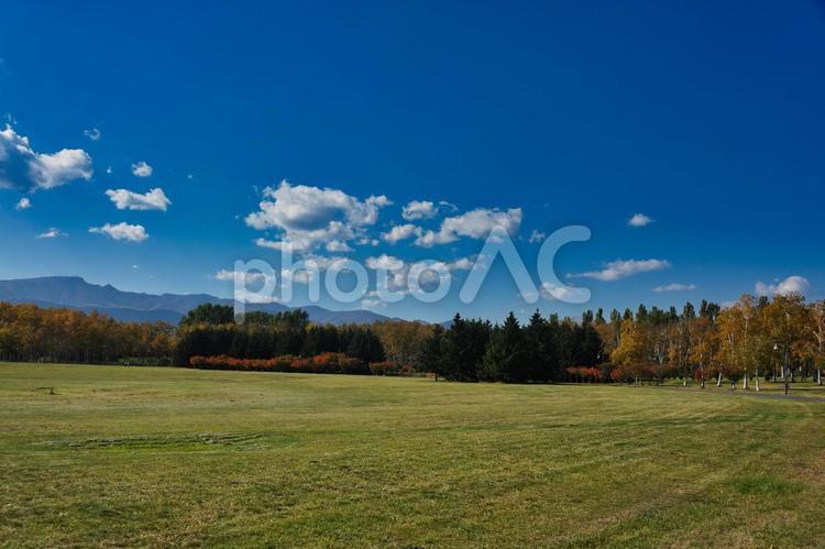 前田森林公園の紅葉 秋,autumn,紅葉の写真素材