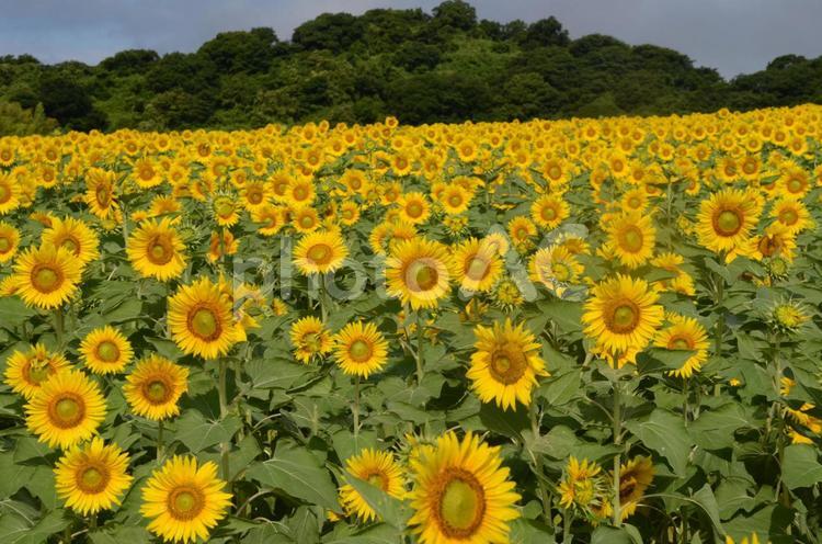 お花畑のひまわりの花 ひまわり,ヒマワリ,鮮やかの写真素材