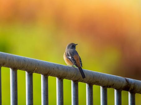 柵にとまるジョウビタキのオス・ジョビオ ジョウビタキ,ジョビオ,ジョウビタキのオスの写真素材