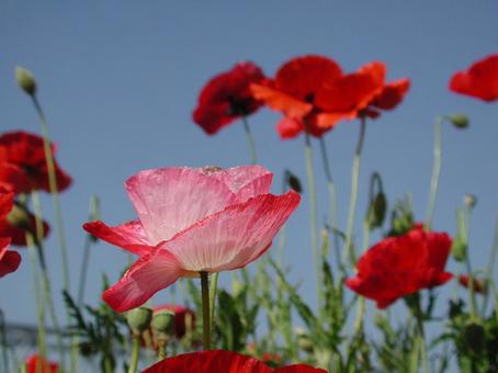 Poppy blooming landscape, JPG Poppy blooming landscape, JPG