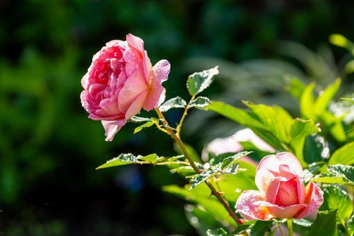 「感謝」が花言葉、ピンクの薔薇 「感謝」が花言葉、ピンクの薔薇の写真