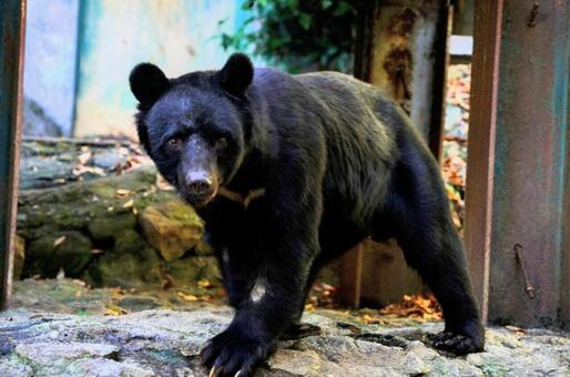 広島市安佐動物公園のツキノワグマ ツキノワグマ,中国地方,広島県の写真素材