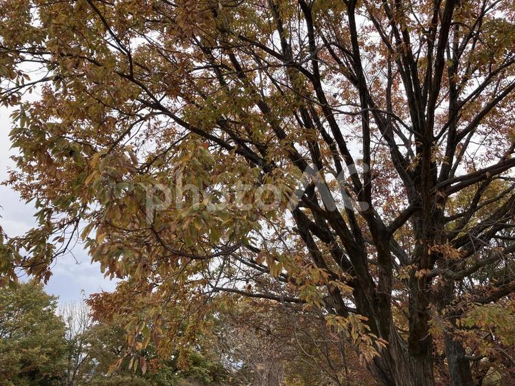 秋の風景 木,くもり,自然の写真素材