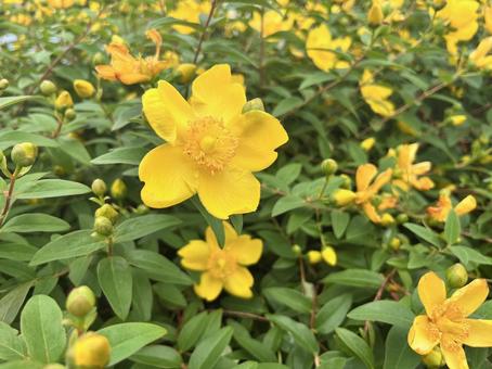 Golden laurel in full bloom, JPG Golden laurel in full bloom, JPG
