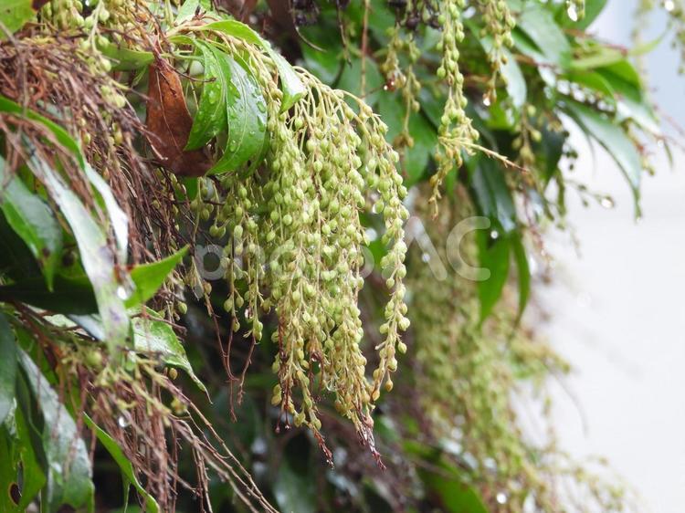 実のなる木 植物,実,木の写真素材