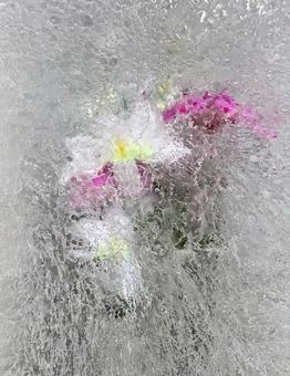 氷の花 氷の花 氷の花,花,閉じ込めた花の写真素材