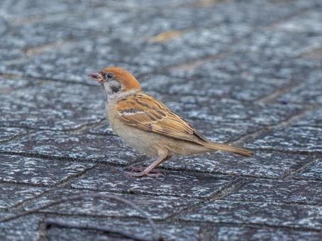 地面を歩くスズメ 地面を歩くスズメ スズメ,雀,鳥の写真素材