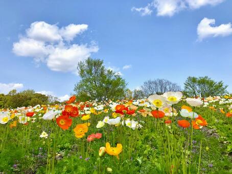 ポピーの花咲く春の丘 ポピー,花,満開の写真素材
