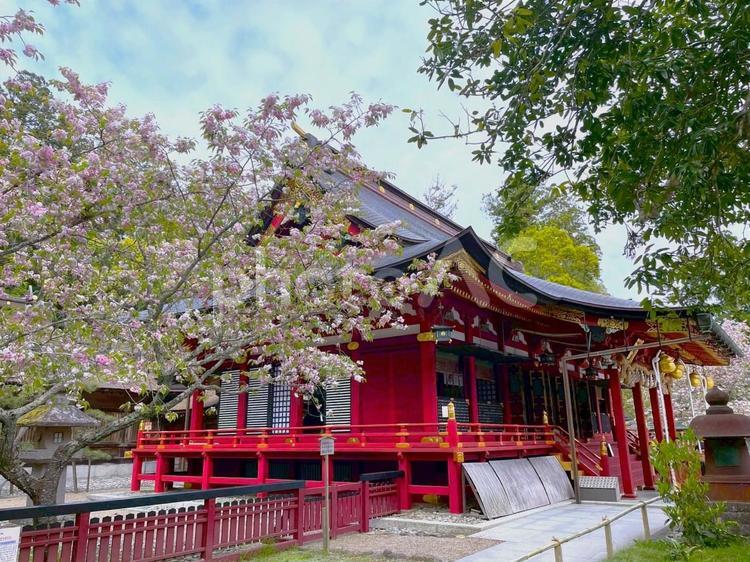 塩竃神社左右宮拝殿 塩竃神社,左右宮拝殿,桜の写真素材