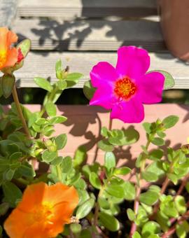 ポーチュラカ ポーチュラカ 花,ポーチュラカ,草花の写真素材