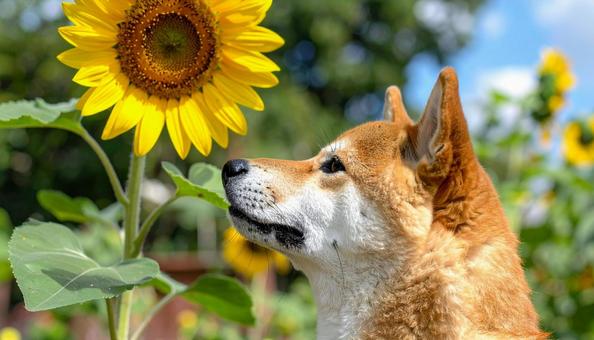 柴犬と向日葵 柴犬と向日葵の写真