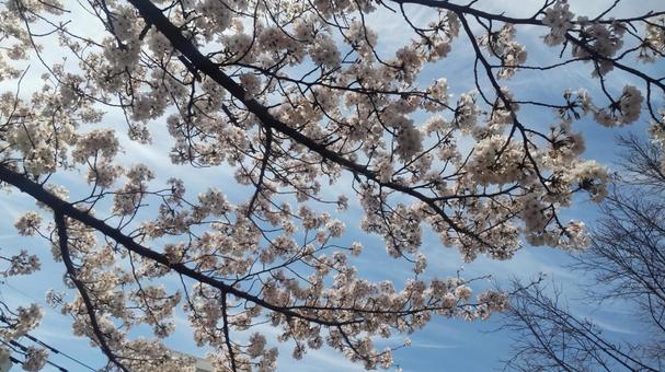 散歩中の公園で見かけた桜 散歩中の公園で見かけた桜 桜,サクラ,さくらの写真素材