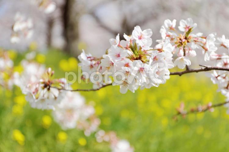 満開の桜と菜の花のコラボ 桜,菜の花,花の写真素材