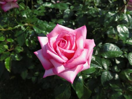 ピンクの薔薇 ピンクの薔薇の写真