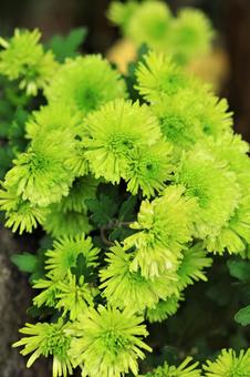 植物 植物の写真