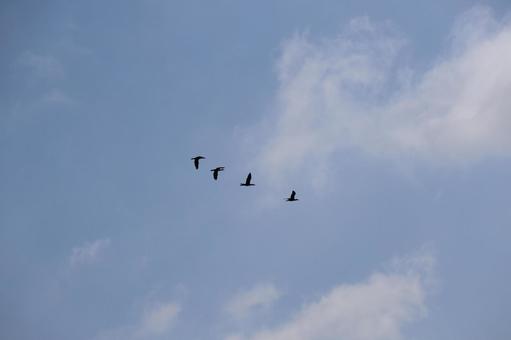 Photo, blue sky, cloud, 4 birds, 
