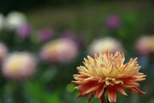 Photo, dahlia, flower, asteraceae plant, 