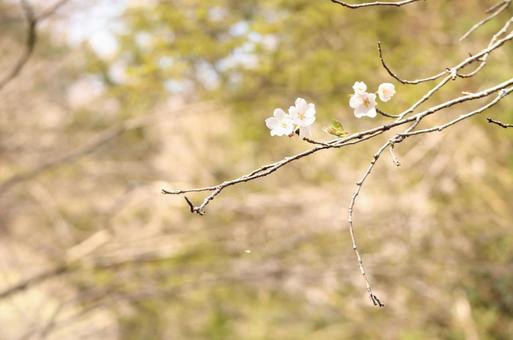 桜 桜の写真