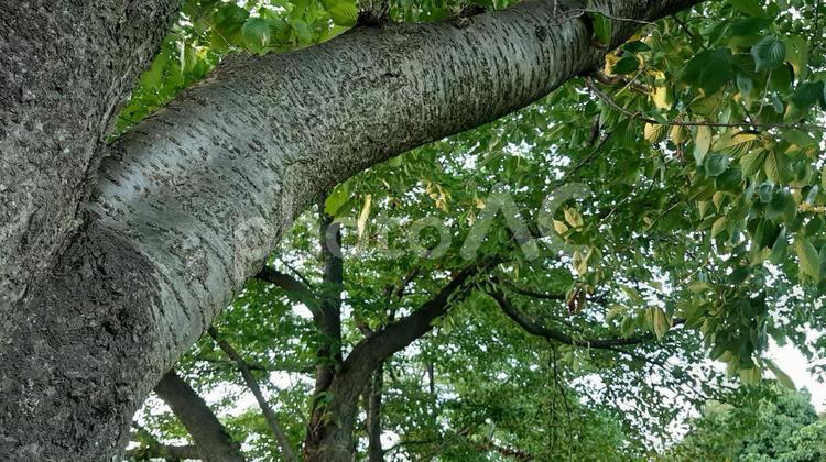 見上げた樹木の枝葉 木,見上げる,枝の写真素材