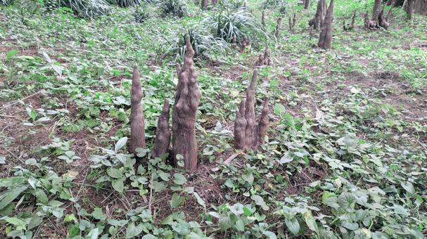 地面からにょきにょき植物 植物,森,にょきにょきの写真素材