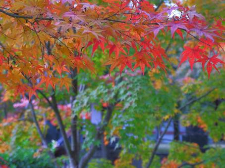 紅葉 紅葉,もみじ,秋の写真素材