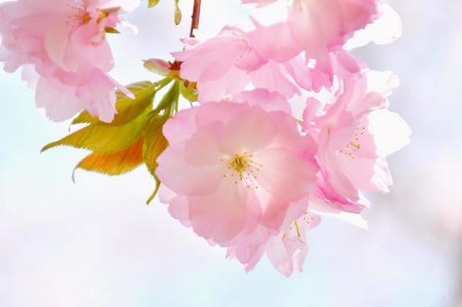 紅色の桜 紅豊 紅色の桜 紅豊の写真