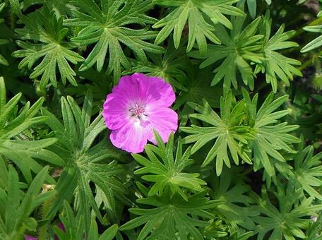 アケボノフウロの写真