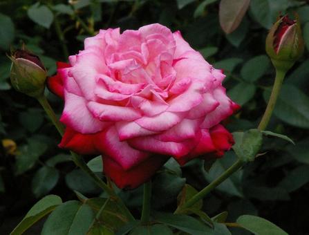 バラ 'セイカ' バラ,セイカ,薔薇の写真素材