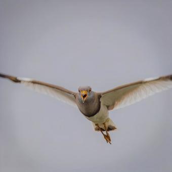 ケリ ケリ ケリ,鳥,野鳥の写真素材