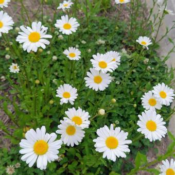 マ―ガレット マ―ガレット 花,植物,マーガレットの写真素材