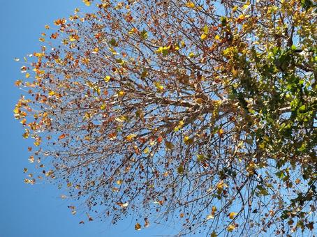 12月の木と青空6(東京) 12月の木と青空6(東京)の写真