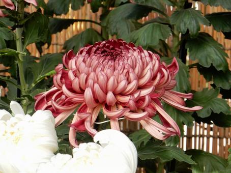 【風景写真】福山菊花展覧会の風景 キク,菊,菊花展の写真素材