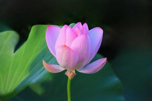 夏咲きのハスの花 夏咲きのハスの花の写真