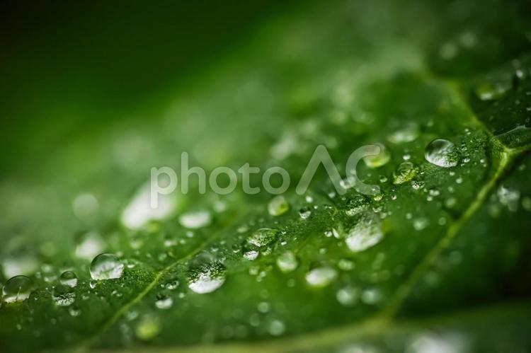 ＜自然の風景＞雨上がりの草原の葉の水玉 葉,雨粒,水滴の写真素材