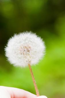 たんぽぽ たんぽぽの写真
