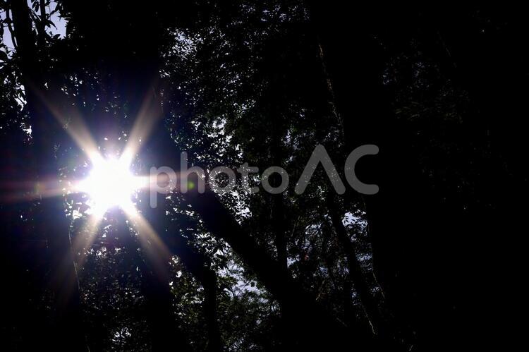 森の中の太陽の光 木漏れ日,太陽,逆光の写真素材