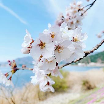 桜 桜の写真