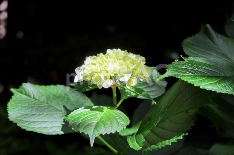あじさい  hydrangea あじさい,アジサイ,紫陽花の写真素材