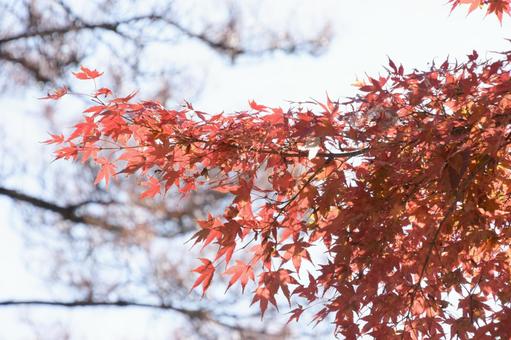 紅葉 紅葉の写真
