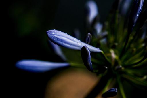 梅雨の時期の紫陽花(あじさい)の蕾(つぼみ) 梅雨の時期の紫陽花(あじさい)の蕾(つぼみ)の写真