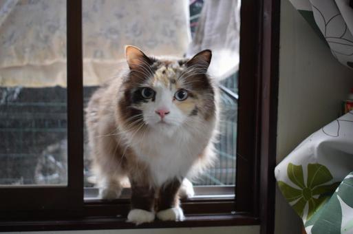 ねこ ねこの写真