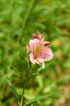 夏の花:アルストロメリア5 夏の花:アルストロメリア5の写真