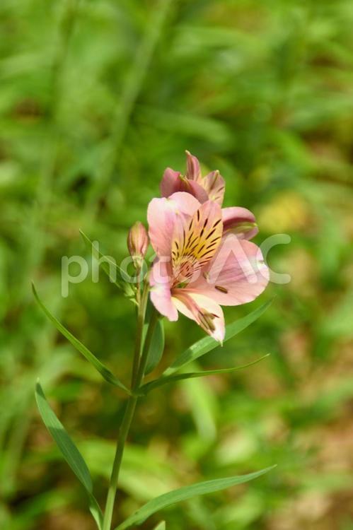 夏の花：アルストロメリア5 植物,アルストロメリア,草花の写真素材