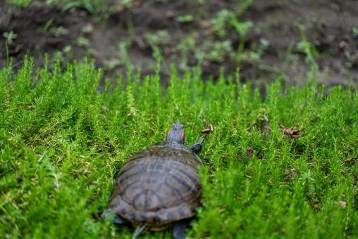 緑の中を進むミドリガメ カメ,ミドリガメ,アカミミガメの写真素材